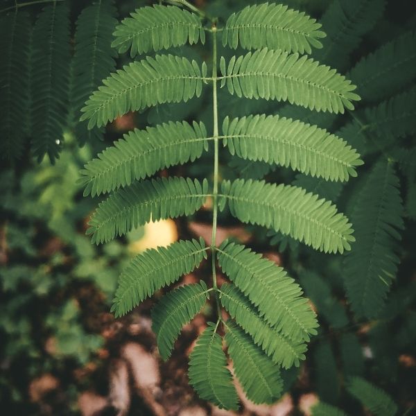 Acacia concinna