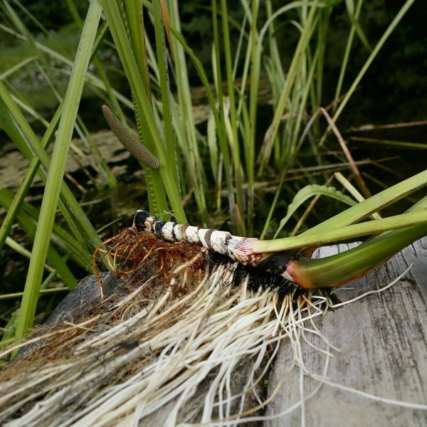Acorus calamus