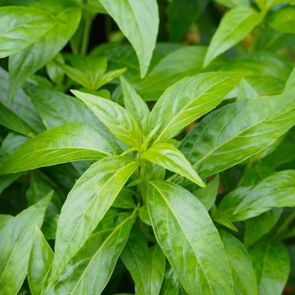 Andrographis paniculata
