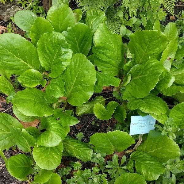 Bergenia ligulata