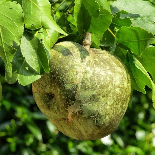 Aegle marmelos
