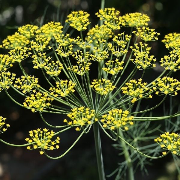Anethum graveolens