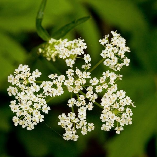 Apium graveolens