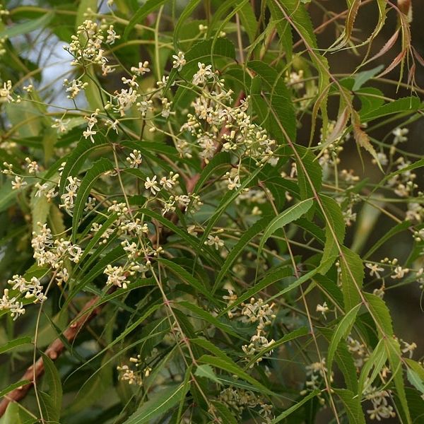 Azadirachta indica