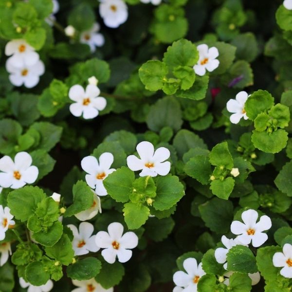 Bacopa monnieri