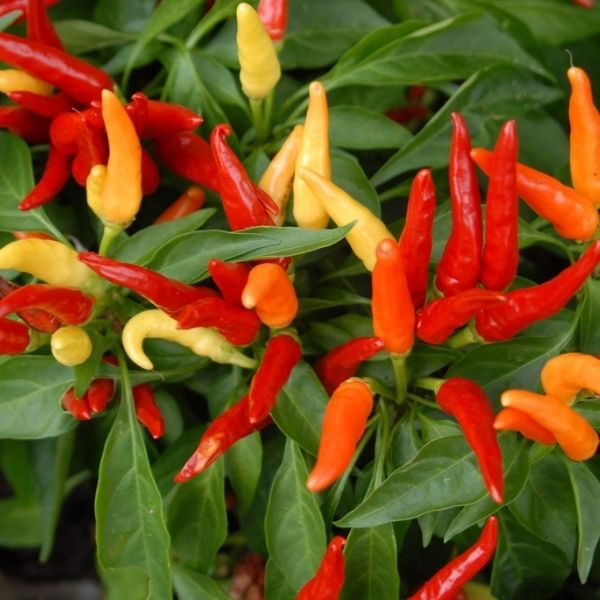 Capsicum Annuum