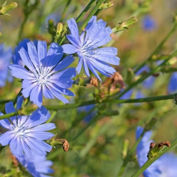 Chicory