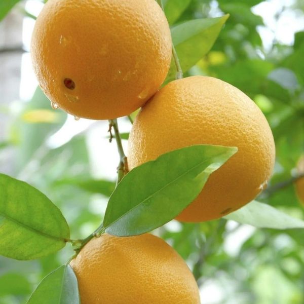Citrus Species
