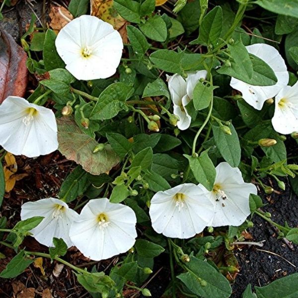 Convolvulus pluricaulis