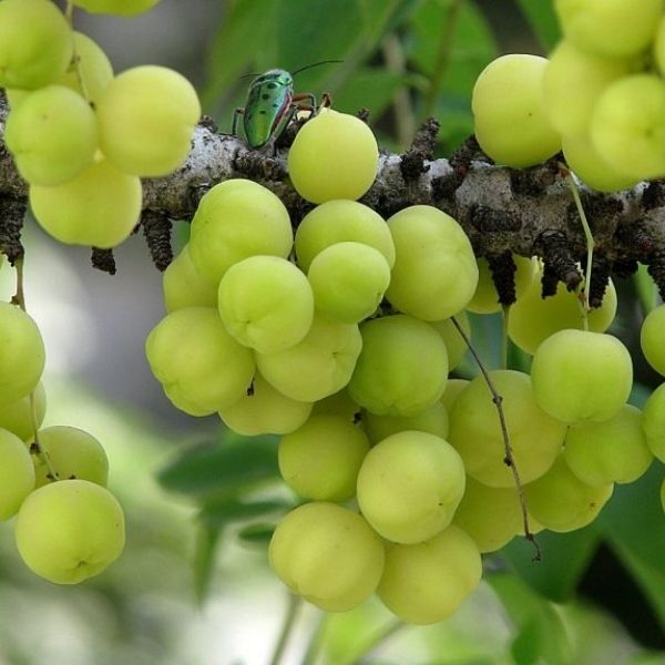 Emblica Officinalis