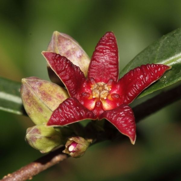 Hemidesmus Indicus