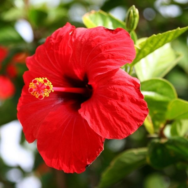 Hibiscus Rosa Sinensis