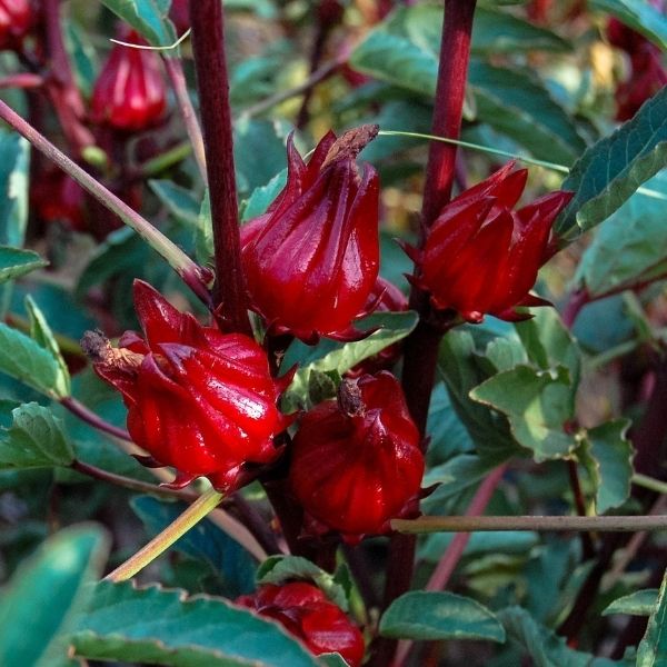 Hibiscus sabdariffa
