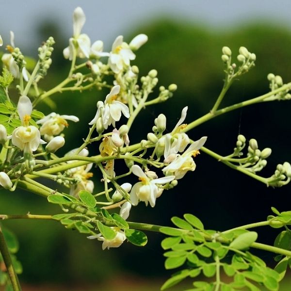 Lawsonia Inermis
