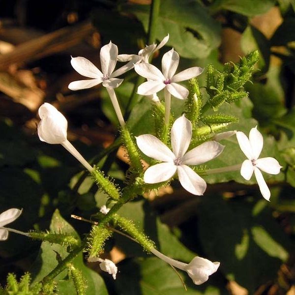 Plumbago zeylanica
