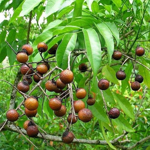 Sapindus mukorossi