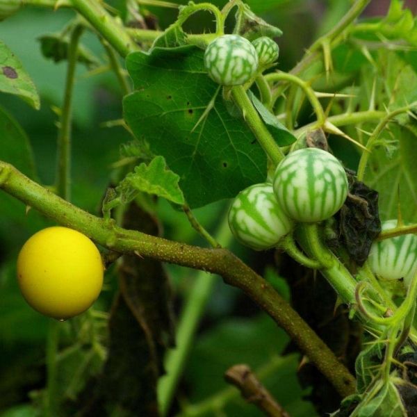 Solanum xanthocarpum