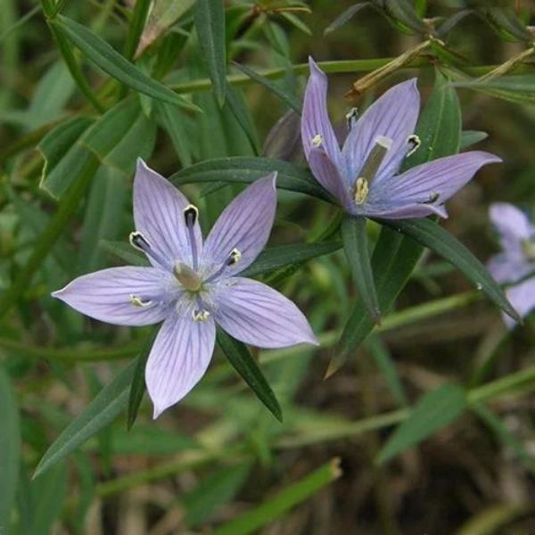 Swertia chirayita