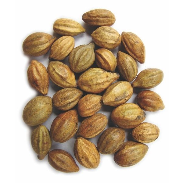 Terminalia chebula
