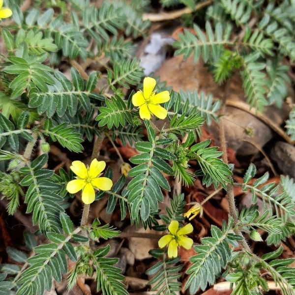Tribulus Terrestris