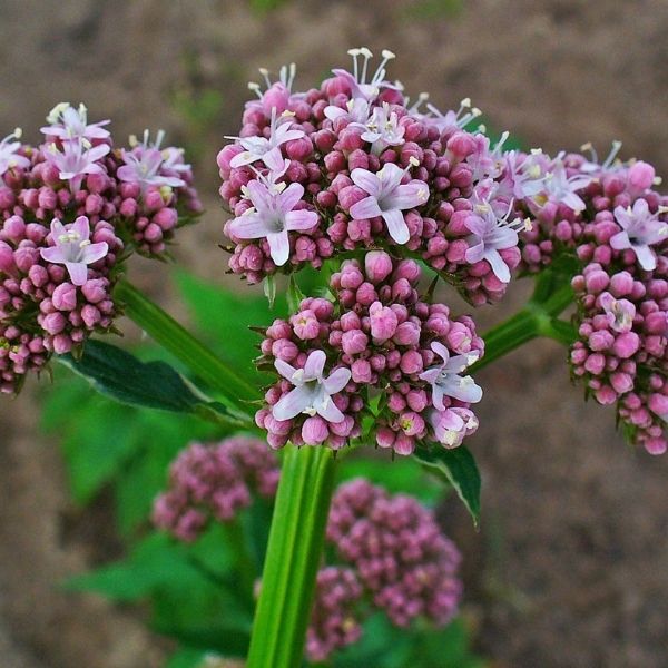 Valeriana wallichii