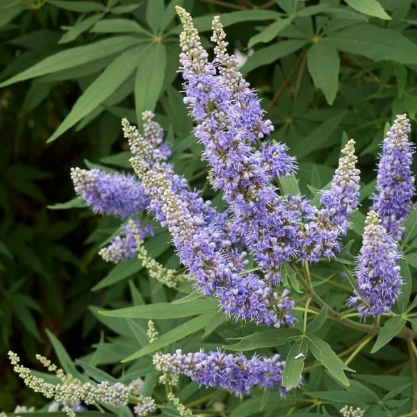 Vitex negundo