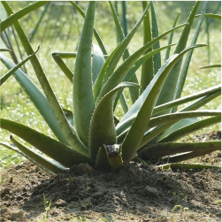Aloe Vera