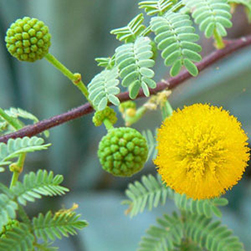 Acacia Arabica