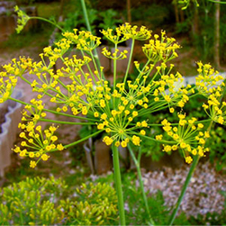 Anethum Graveolens