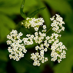 Apium Graveolens