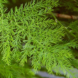 Asparagus Racemosus