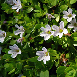 Bacopa Monnieri