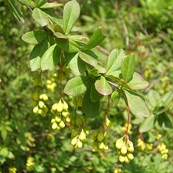 Berberis Aristata