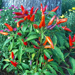 Capsicum Annuum