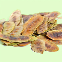 Cassia Senna