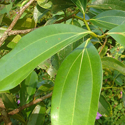 Cinnamomum Zeylanicum