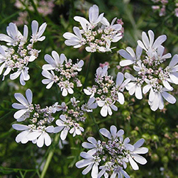 Coriandrum Sativum