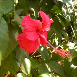 Hibiscus Rosa Sinensis