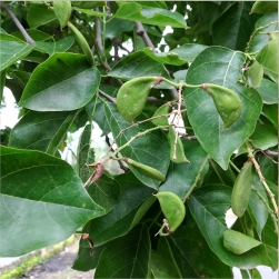 Pongamia Pinnata
