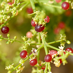 Salvadora Persica