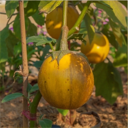 Solanum Xanthocarpum