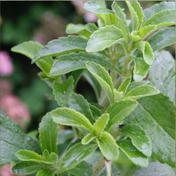 Stevia Rebaudiana