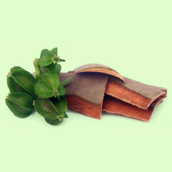 Terminalia Arjuna