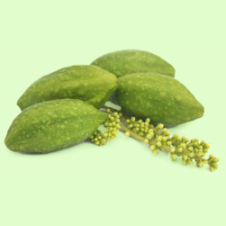 Terminalia Chebula