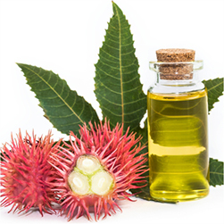 Organic Castor Oil Imports in France, Italy, Austria