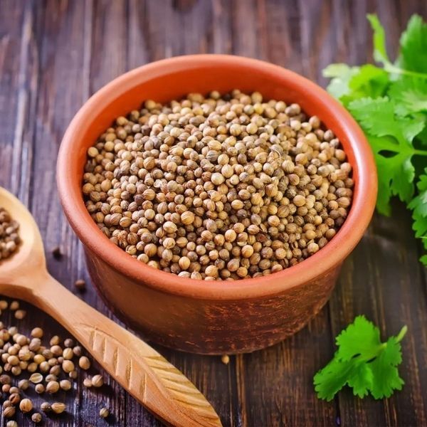 Coriander (Coriandrum Sativum)