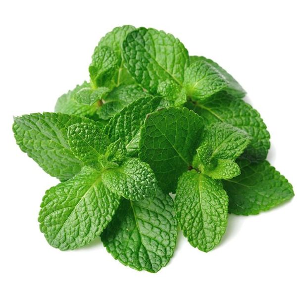 Mentha Piperita