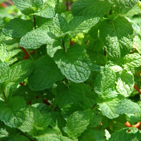 Mentha Spicata (Spearmint)