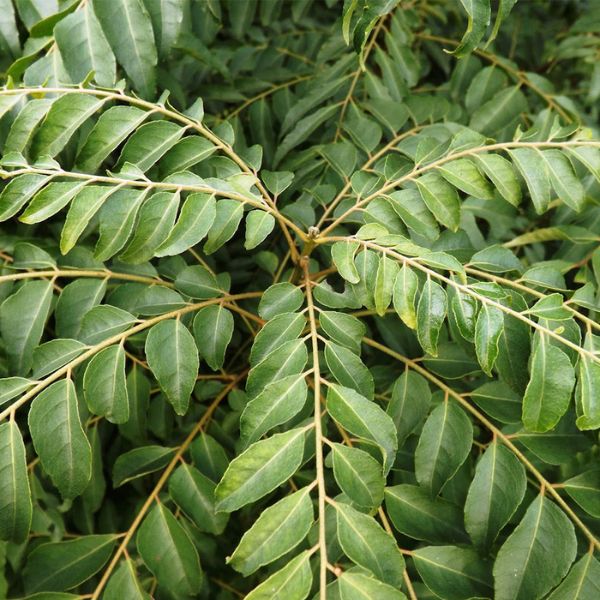 Murraya Koenigii
