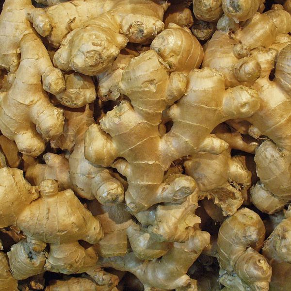 Zingiber Officinales
